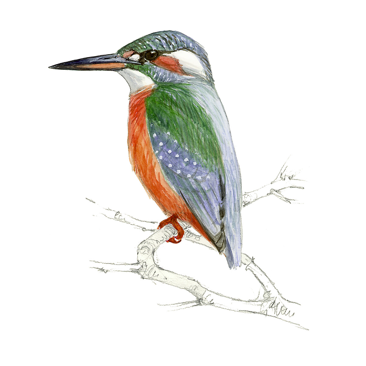 Alcedo atthis - Ilustração
