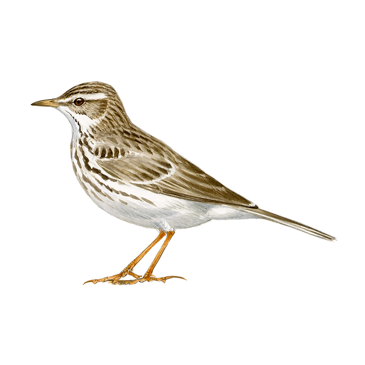Anthus berthelotii - Ilustração