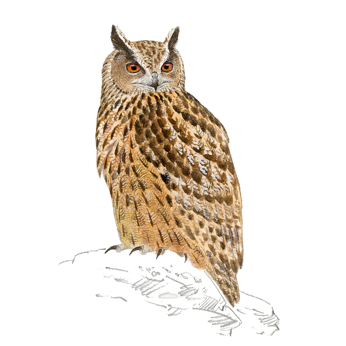 Bubo bubo - Ilustração