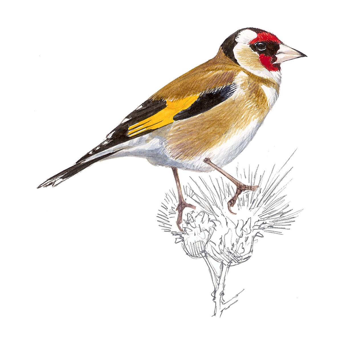 Carduelis carduelis - Ilustração