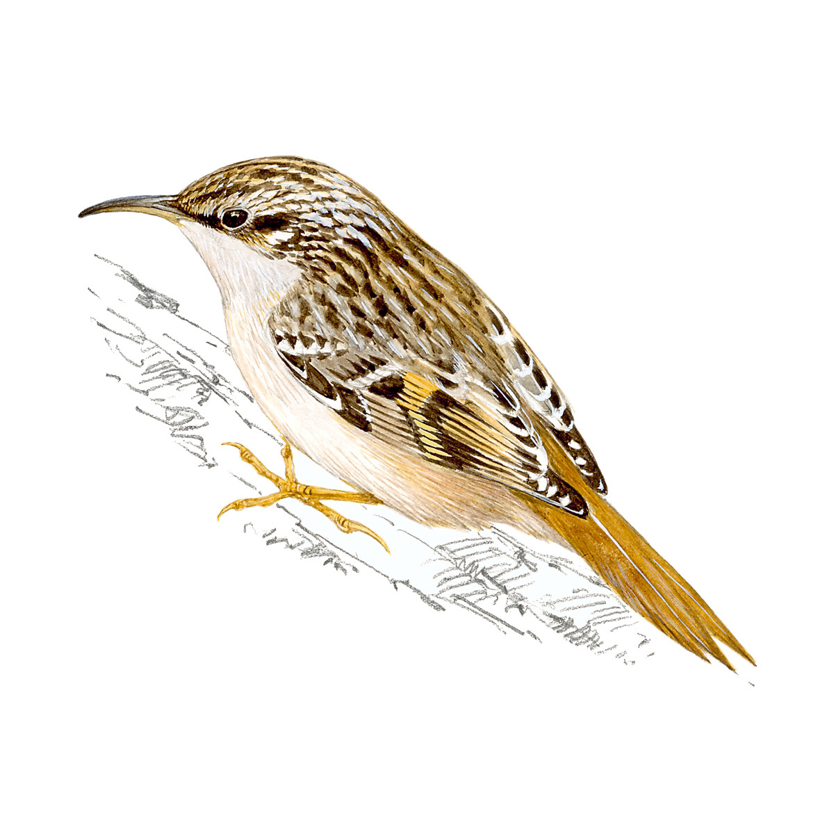 Certhia brachydactyla - Ilustração