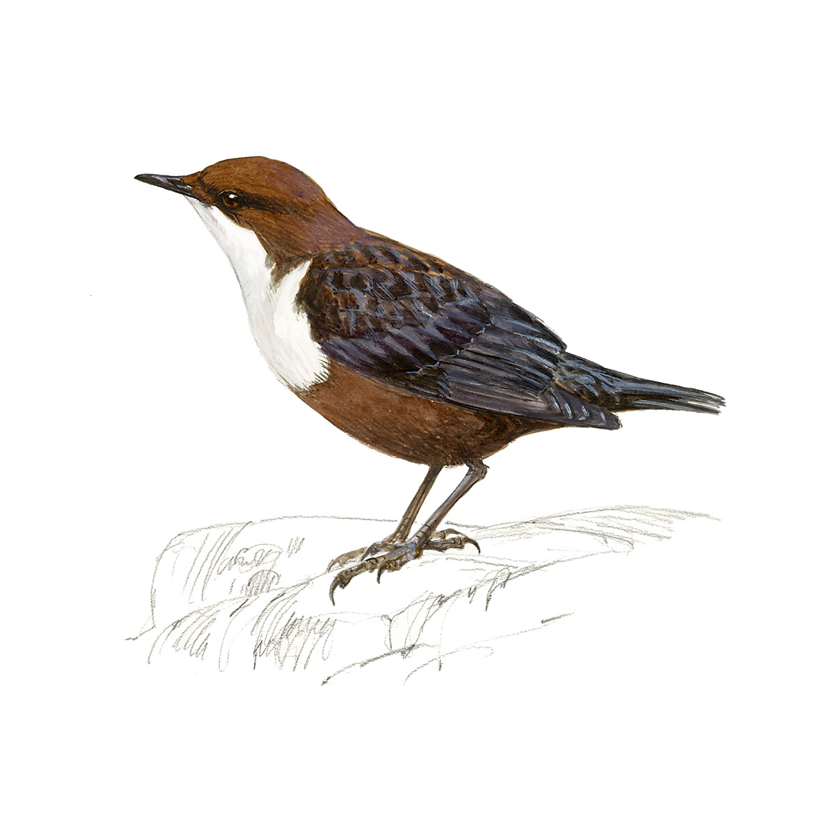 Cinclus cinclus - Ilustração