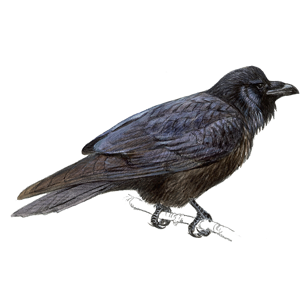 Corvus corax - Ilustração