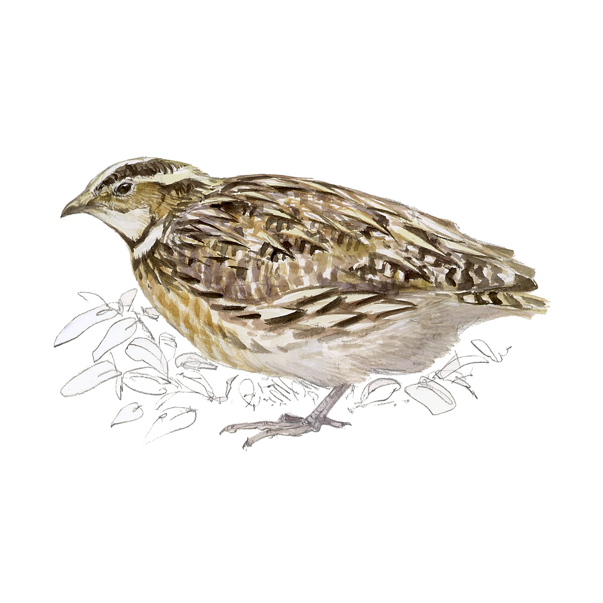 Coturnix coturnix - Ilustração
