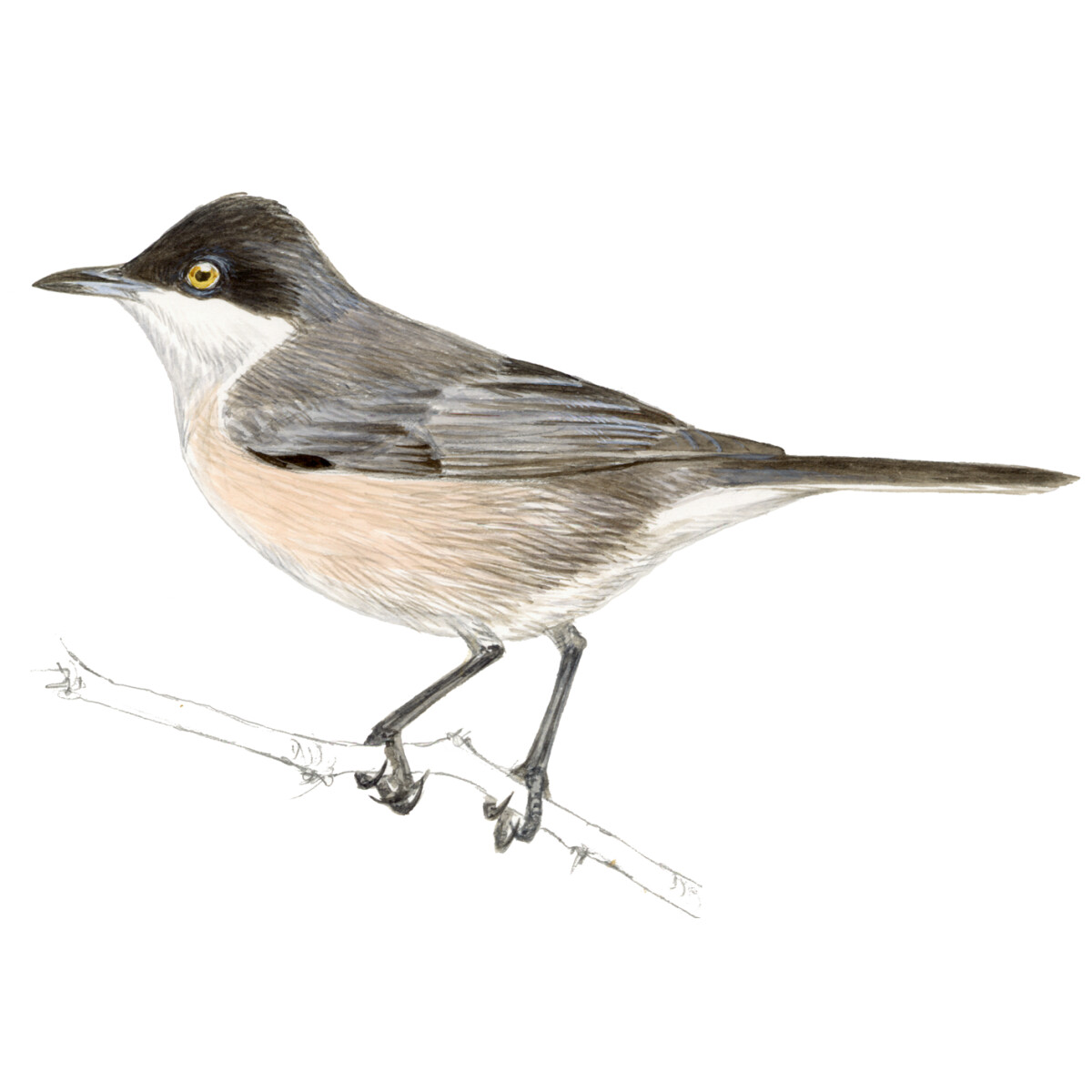 Curruca hortensis - Ilustração