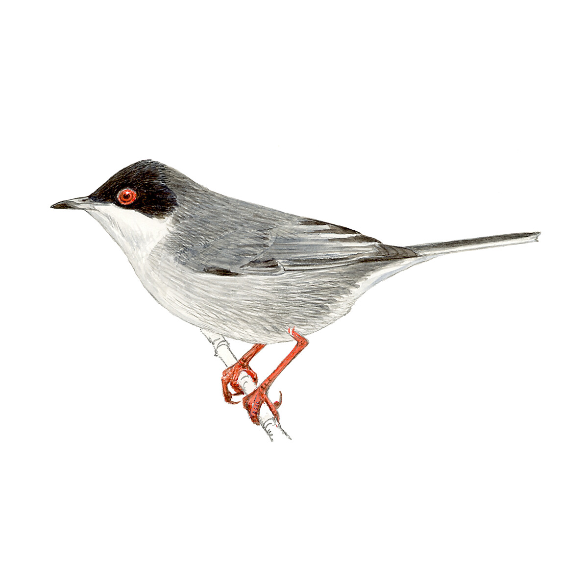 Curruca melanocephala - Ilustração