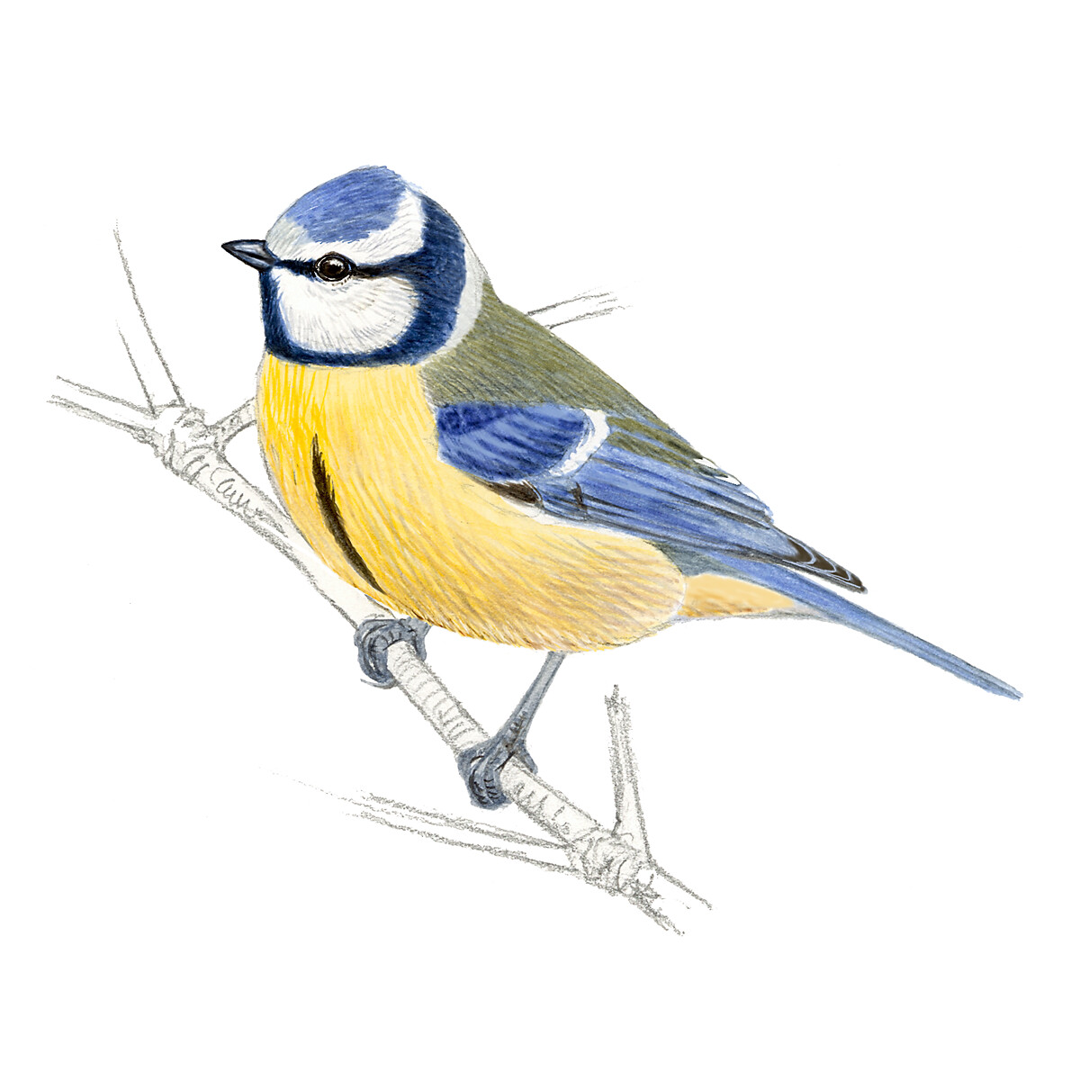Cyanistes caeruleus - Ilustração