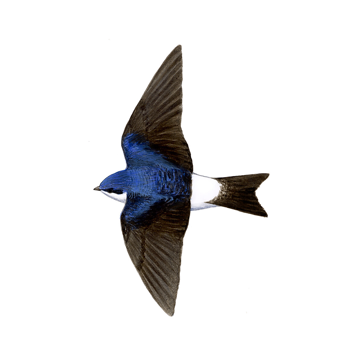 Delichon urbicum - Ilustração