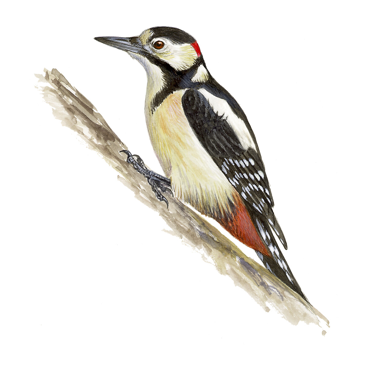 Dendrocopos major - Ilustração