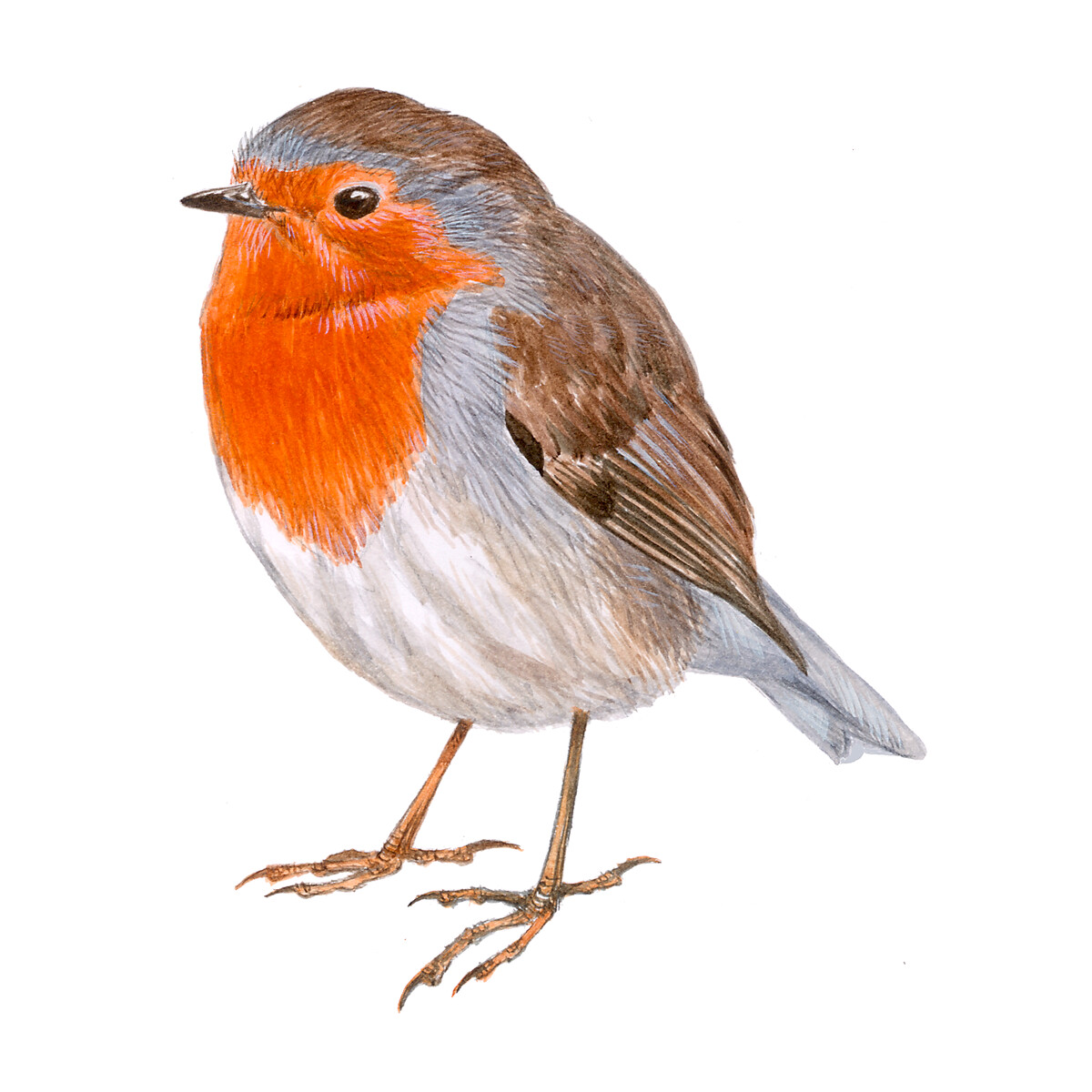 Erithacus rubecula - Ilustração