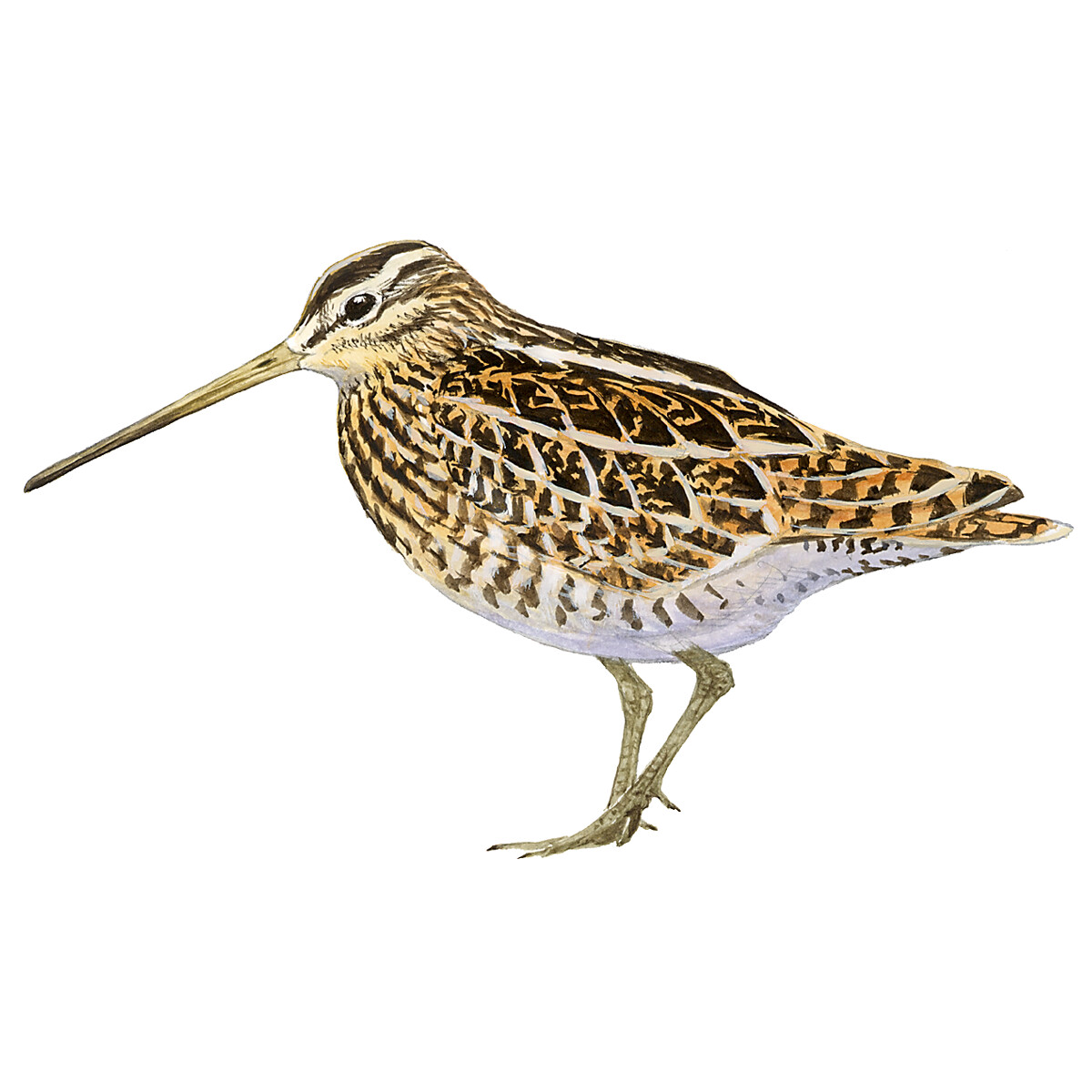 Gallinago gallinago - Ilustração
