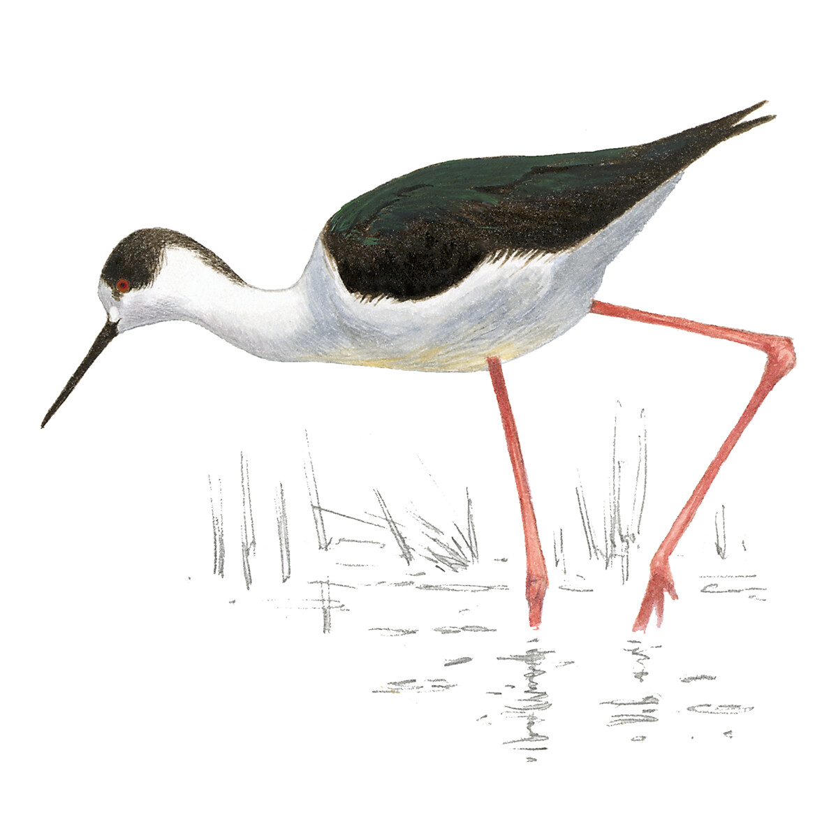 Himantopus himantopus - Ilustração