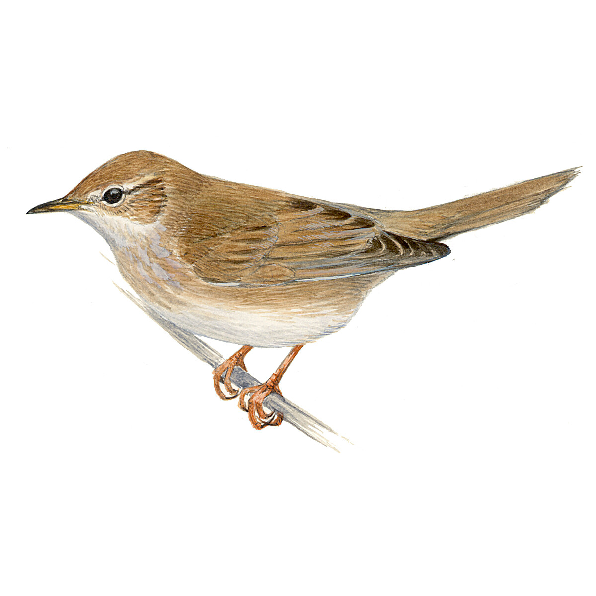 Locustella luscinioides - Ilustração