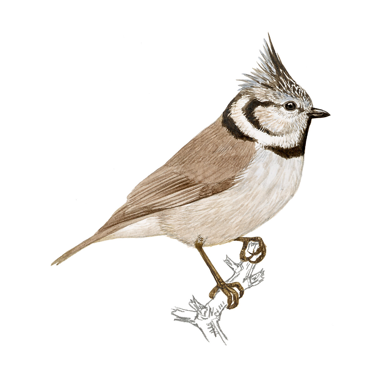 Lophophanes cristatus - Ilustração