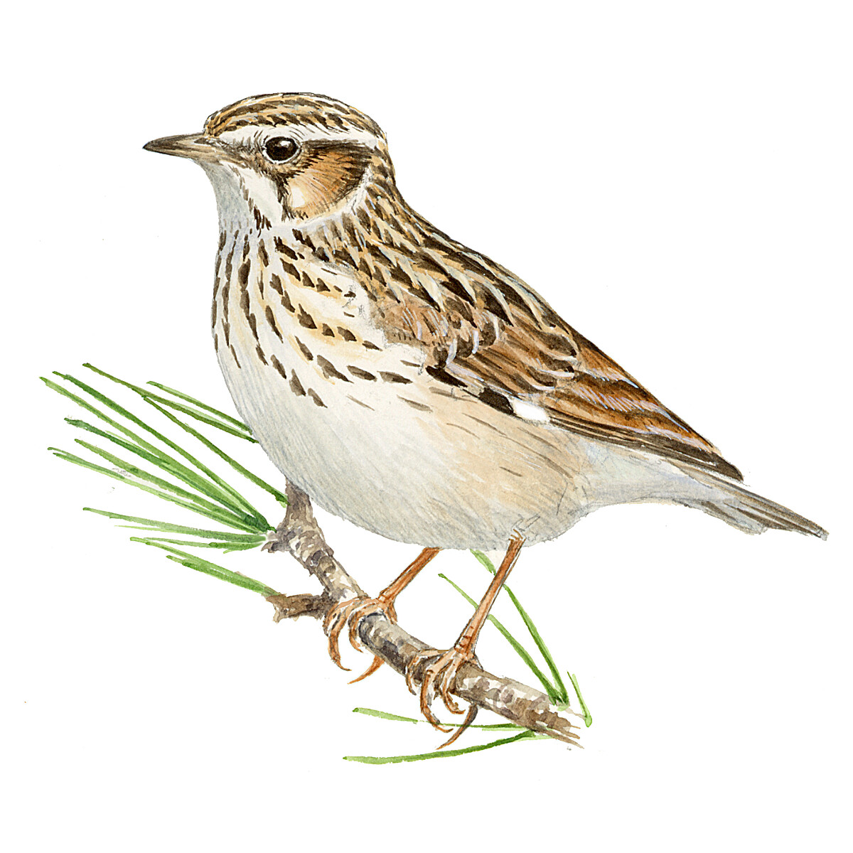 Lullula arborea - Ilustração