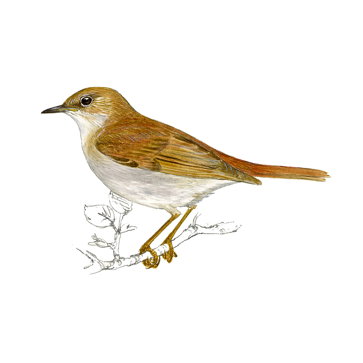 Luscinia megarhynchos - Ilustração