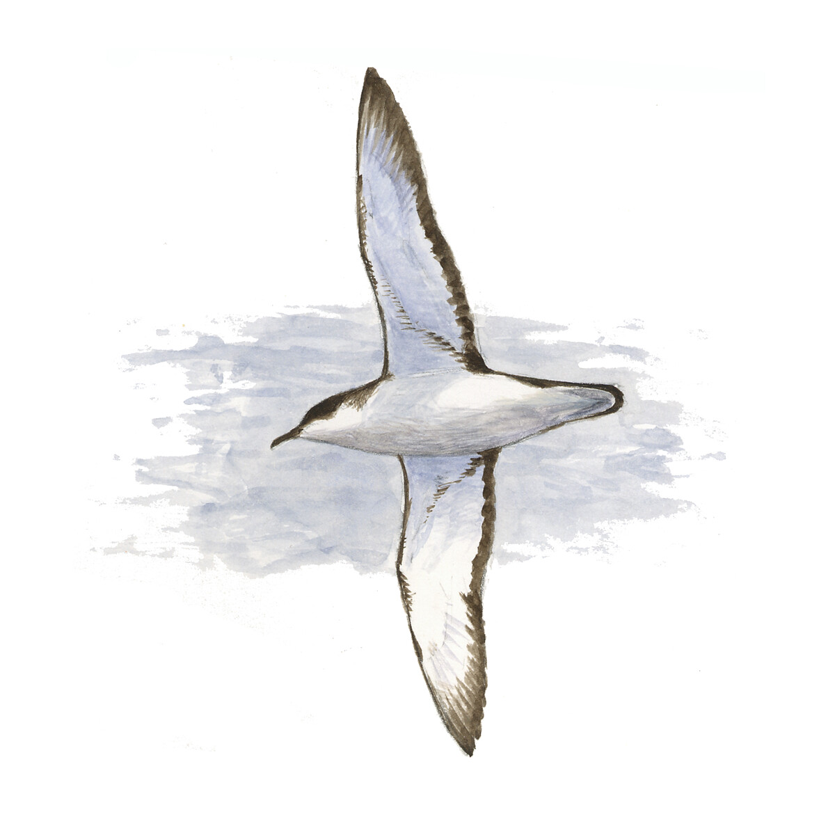 Puffinus puffinus - Ilustração