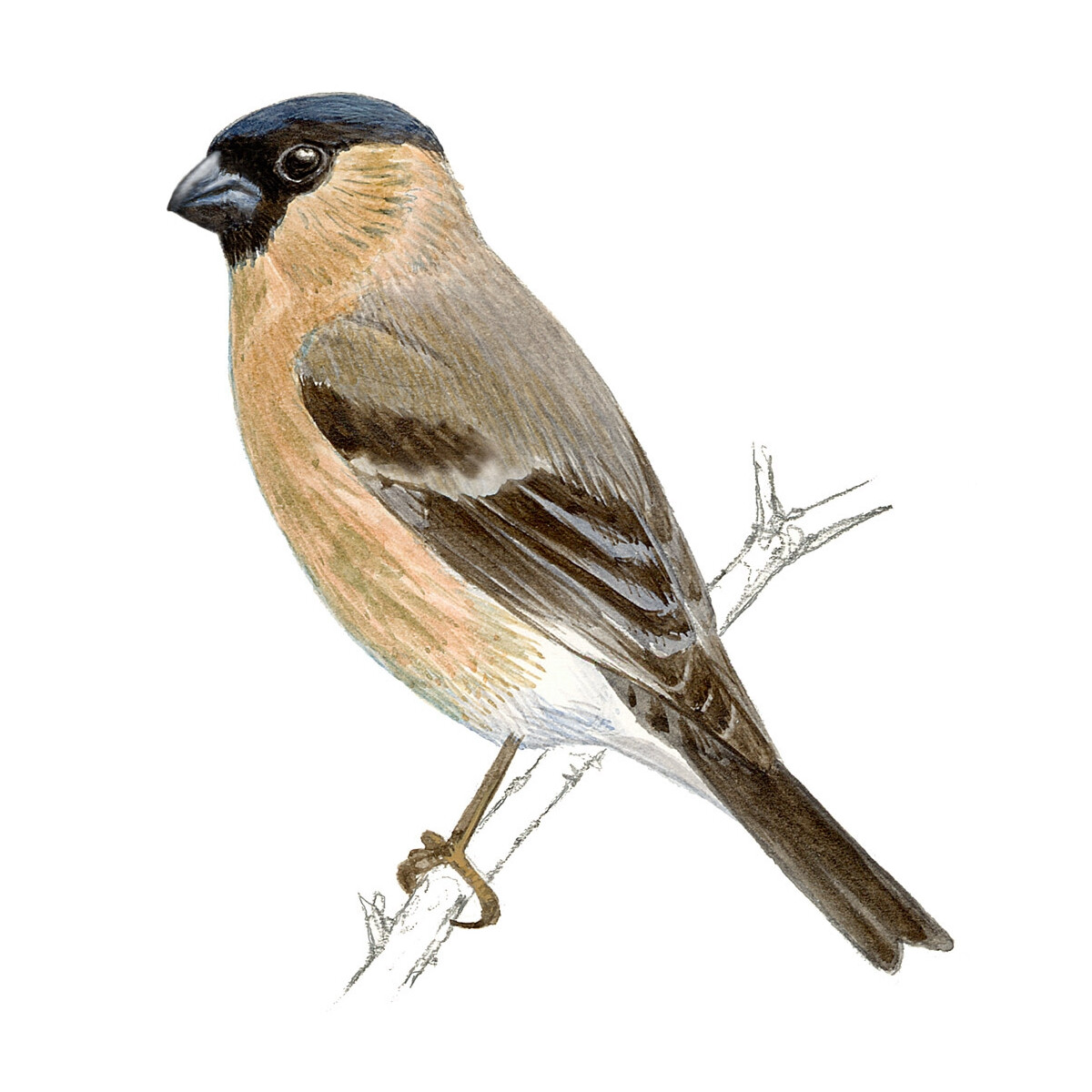 Pyrrhula murina - Ilustração