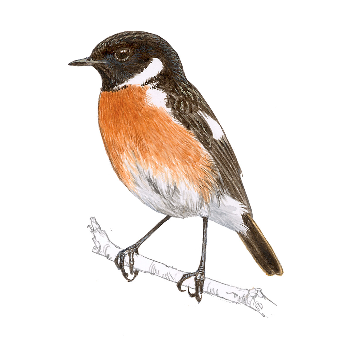 Saxicola torquatus - Ilustração