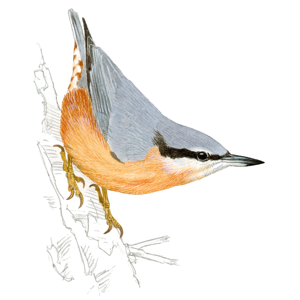 Sitta europaea - Ilustração