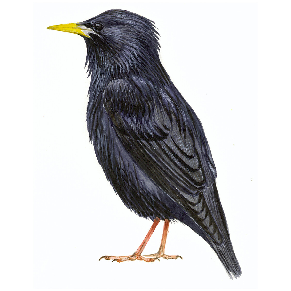 Sturnus unicolor - Ilustração