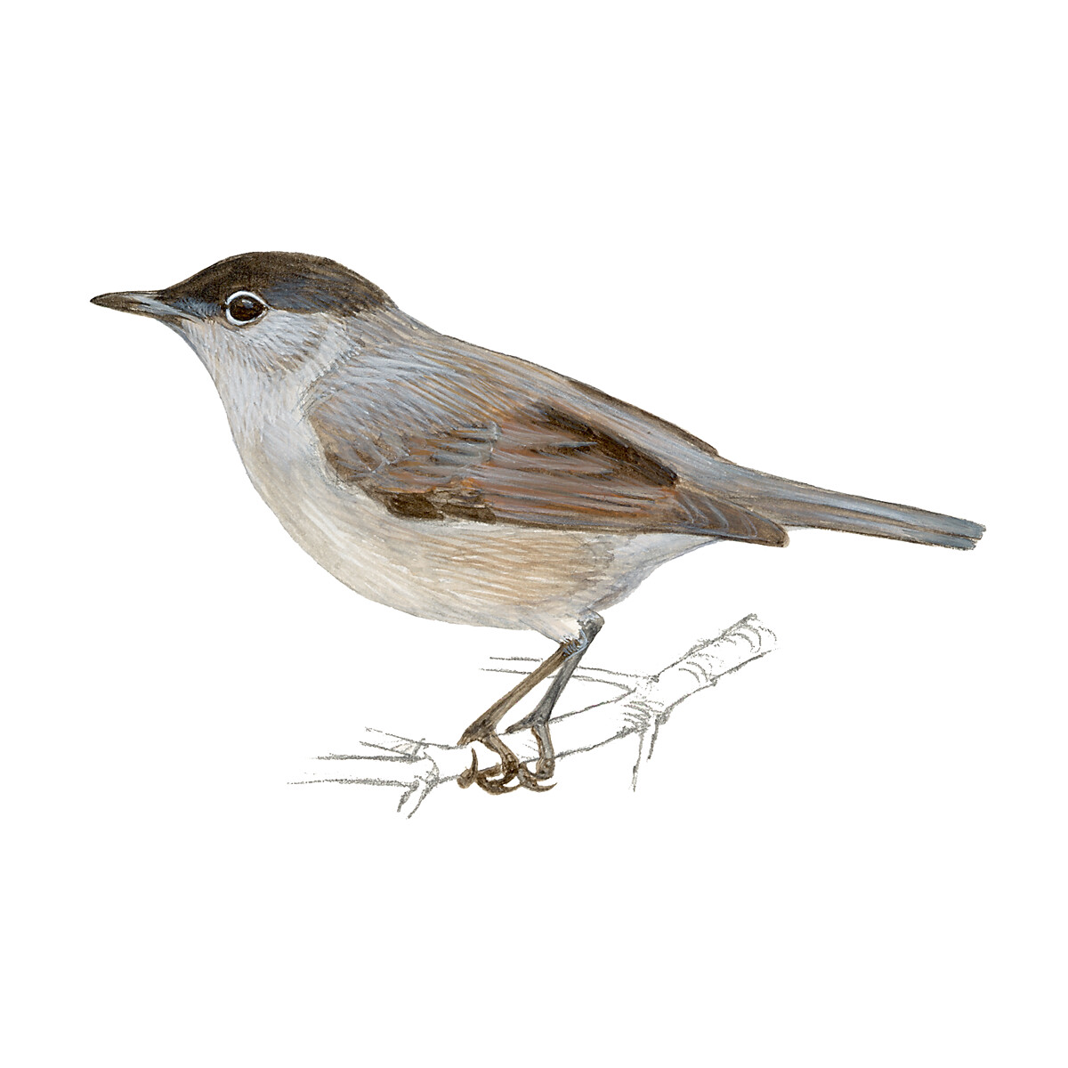 Sylvia atricapilla - Ilustração