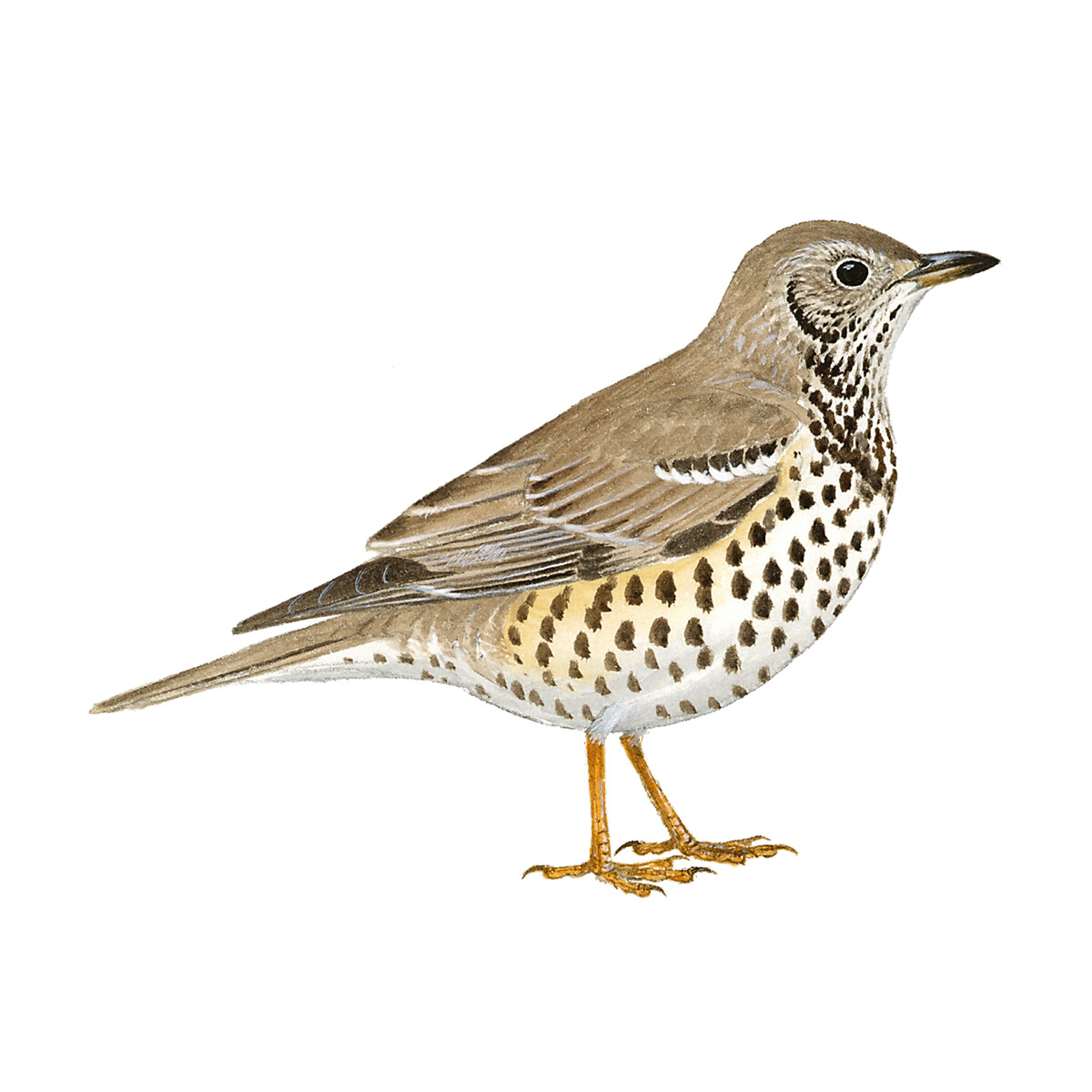 Turdus viscivorus - Ilustração