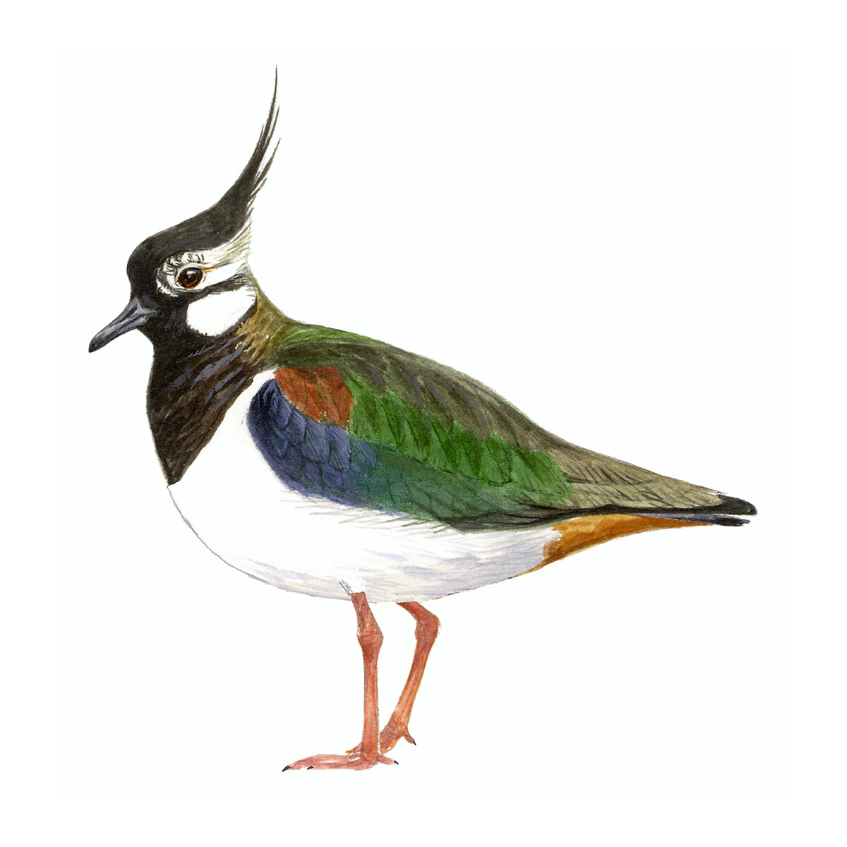 Vanellus vanellus - Ilustração